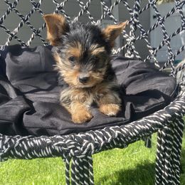 Yorkshire Terrier puppies from Twin Falls Tiny Dogs