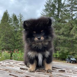 Samwise - Black parti male Pomeranian puppy in Eugene, Oregon from Dbos Furry Friends