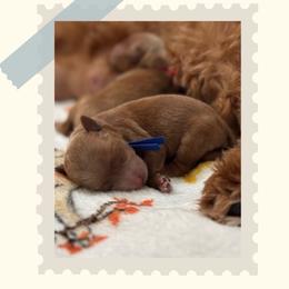 Chip - Red  male Goldendoodle puppy in Garden Grove, California from Sunkissed Doodles