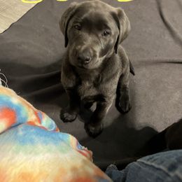 Labrador Retriever Puppies from Nussbaum Acres