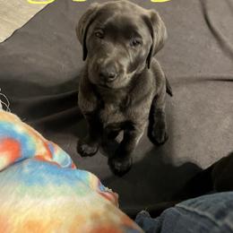 Labrador Retriever Puppies from Nussbaum Acres