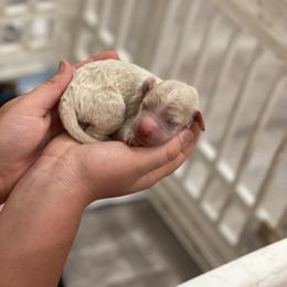 Aussiedoodle Puppies from Home Grown Doodles