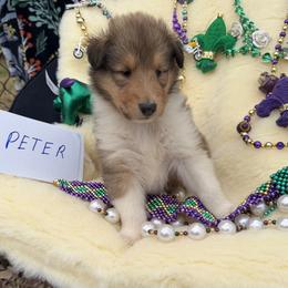 Peter - Sable and white male Collie puppy in Carencro, Louisiana from Cajun Bayou's Collies LLC