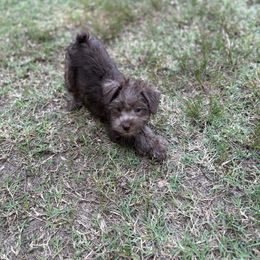JP Blue - Brown male Schnoodle puppy in Benson, North Carolina from A Bundle of Love