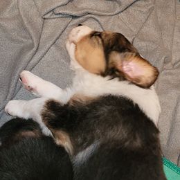 English Shepherd Puppies from ThreeDarkBays English Shepherds