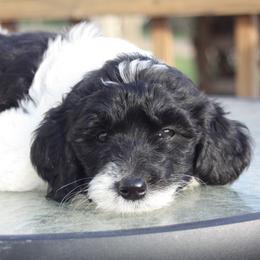 Cafe - Black and white female Bernedoodle puppy in Scottsville, Kentucky from Barren River Bernedoodles and Poodles