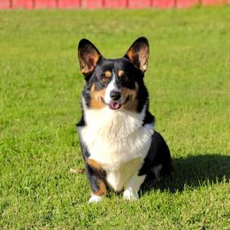 RS Our King Boone - Pembroke Welsh Corgi