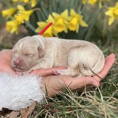 Hugo - Gold male Bordoodle puppy in Conway, Missouri from 2J 2K Bordoodles