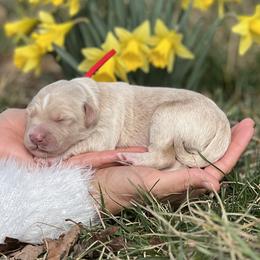 Hugo - Gold male Bordoodle puppy in Conway, Missouri from 2J 2K Bordoodles