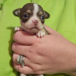 Cici - Chocolate and white female Chihuahua puppy in Amity, Pennsylvania from Baxters Chihuahuas