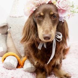 Leia - Dachshund