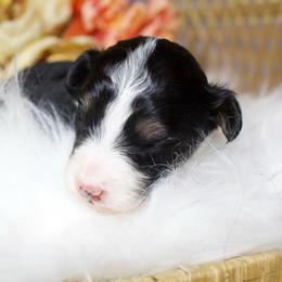 Black Tri color 2 - Black tri-color female Aussiedoodle puppy in Belgreen, Alabama from Scott’s Farm Poodles and Doodles
