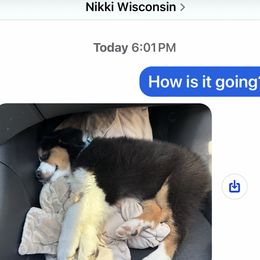 Australian Shepherd All Grown Up from Mad Ranch