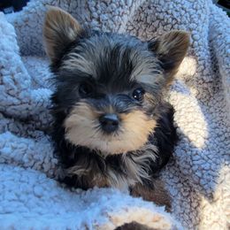 Atlas - Yorkshire Terrier