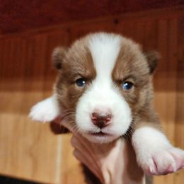 Zimri - Brown and white female Siberian Husky puppy in Madison, Georgia from Thornbury Kennel