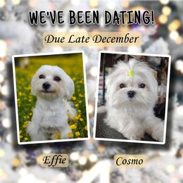 Maltese puppies from Seeking Shalom Acres Maltese, Maltipoos & Havamalts