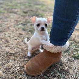 Deuce - Cream and white male Chihuahua puppy in Gloucester, Virginia from Charlotte's Web of Chihuahuas