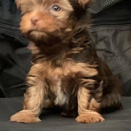 Yorkshire Terrier Puppies from Chocolate and Parti Yorkies in Florida