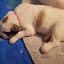 Pink Collar Girl - White and badger female Great Pyrenees puppy in Bon Aqua, Tennessee from Joel's Farm LLC