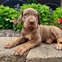 Daisy - Chocolate female Great Dane puppy in Corsica, Pennsylvania from Ferguson Family Danes LLC
