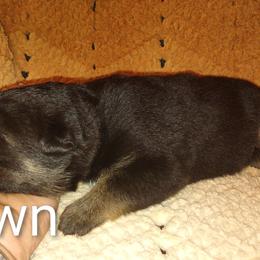 Brown - Black and tan male German Shepherd puppy in Dawsonville, Georgia from Vom Aussenseiter