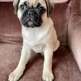 Pug Puppies from Galaxy Pugs of Georgia