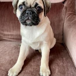 Pug Puppies from Galaxy Pugs of Georgia