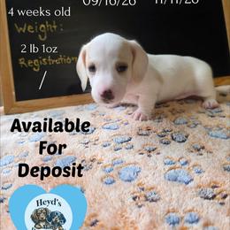 Lou - Piebald male Dachshund puppy in Hoquiam, Washington from Heyd's Mini Dachshunds