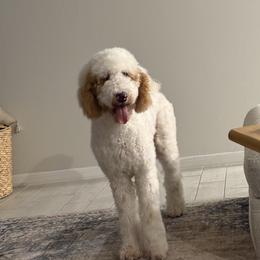 Goldendoodles from Magnolia Doodles co.