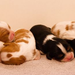 Cavalier King Charles Spaniels from Caitlin's Cavalier King Charles Spaniels