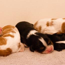Cavalier King Charles Spaniels from Caitlin's Cavalier King Charles Spaniels