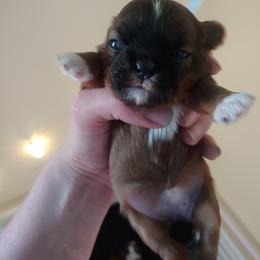 Shih Tzu Puppies from Tough Shih