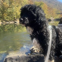 Portuguese Water Dogs from Up A Creek Kennels