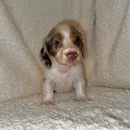 Dennis - Piebald male Dachshund puppy in Trinity, Texas from Signature Sloan - Long Hair Dachshunds
