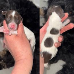 1 - Chocolate male Australian Labradoodle puppy in Calhoun, Louisiana from Arrowhead Australian Labradoodles