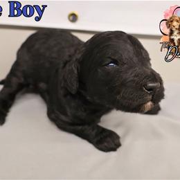 Blue Boy - Black male Bernedoodle puppy in Enfield, Connecticut from Sweet Connecticut Doodles