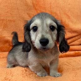 Shaggy - Cream male Dachshund puppy in Memphis, Tennessee from River City Doxies