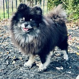 Lola - Pomeranian