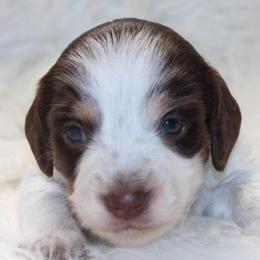 Chocolate and tan Piebald - Piebald female Dachshund puppy in Lily, Kentucky from Little Acres Miniature Dachshunds