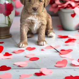 Australian Labradoodle Puppies from Blue Line Doodles of Arizona