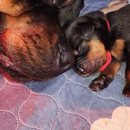 Rottweiler Puppies from Pearce Rottweilers