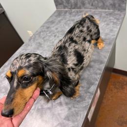 Livvy - Dachshund
