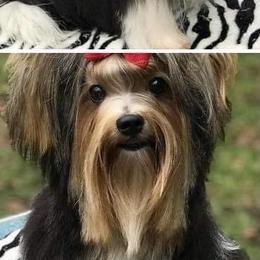 Oddy - Biewer Terrier
