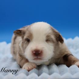 Manny - Red merle male Miniature Australian Shepherd puppy in Weeki Wachee, Florida from Arlington's Mini Aussies