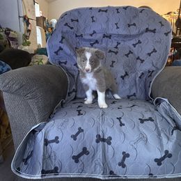 Honor - Lilac female Border Collie puppy in Defuniak Springs, Florida from Blue Cypress Stock dogs