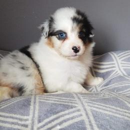 Australian Shepherd Puppies from Mystic Moon Australian Shepherds