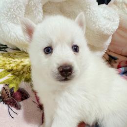 Boy 2 - White male Pomsky puppy in Bolton, Connecticut from Elle Pomsky