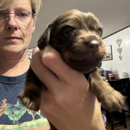 Brownie - Chocolate and tan male Dachshund puppy in Lubbock, Texas from It’s a Hot Mess