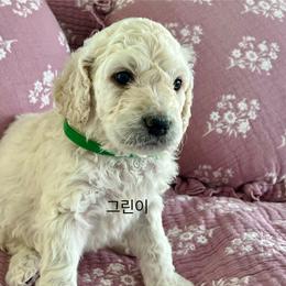 Goldendoodle Puppies from Hani's family