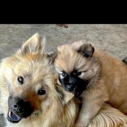Female 1 - Fawn female Eurasier puppy in Soap Lake, Washington from Falling Cedar Farm Samoyeds and Eurasier’s